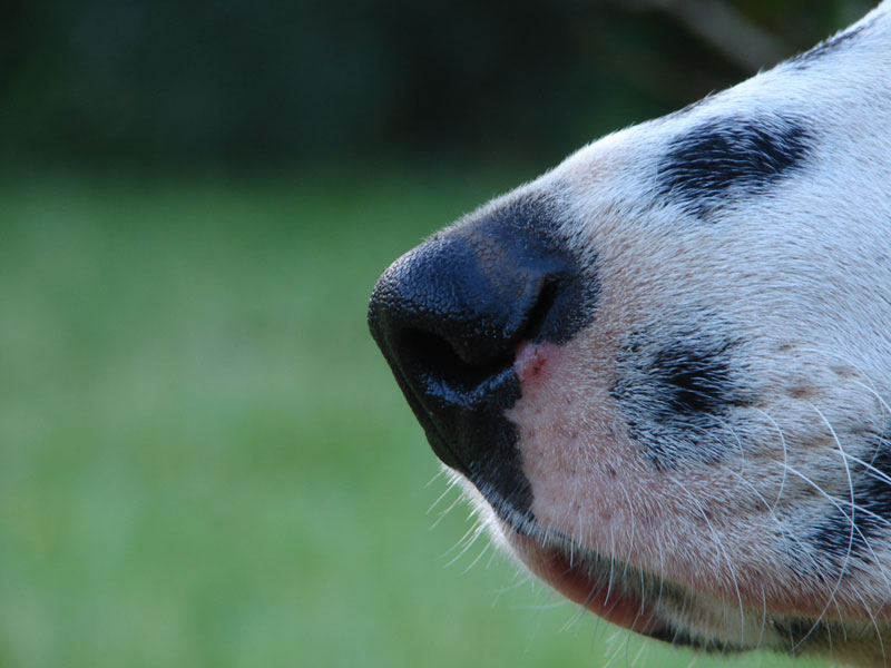 noise_dog[1].jpg