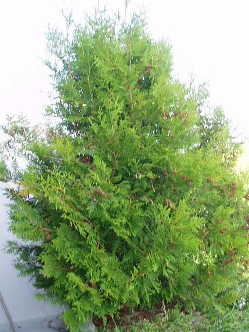 Thuja.JPG