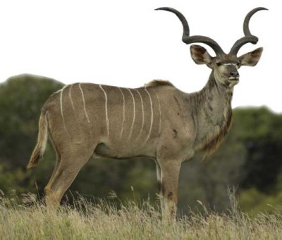kudu-bull.jpg