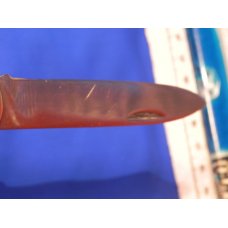 Vintage J A Henckels Friodur Single Blade Push Lock Large Hunting Pocket Knife Great Stag Handles Vintage J A Henckels Friodur Single Blade Push Lock Large Hunting Pocket Knife Great Stag Handles