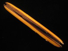 SHAPLEIGH  HDWE CO.  CELLULOID  DUAL  BUTTON   AUTO  KNIFE   1940 – 1960  OLD VINTAGE  KNIVES