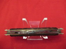 Germany Eye  3 Eye Brown Jigged Bone Congress