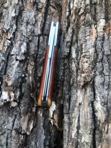 GEC TIDIOUTE 141122 GOLDEN ROD SAWCUT BONE BARLOW GEC TIDIOUTE 141122 GOLDEN ROD SAWCUT BONE BARLOW