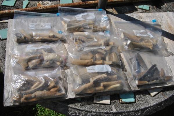 Nine Bags of Stag Horn Parts One Bag is Sheep Horn Bits Good For Knife making Projects