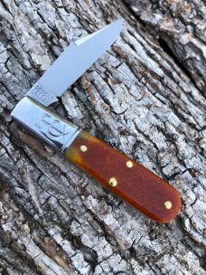 GEC TIDIOUTE 141122 GOLDEN ROD SAWCUT BONE BARLOW