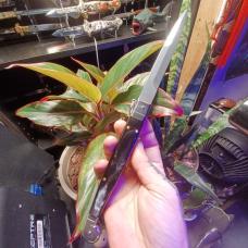 2021 AGA CAMPOLIN SICILIAN 12" SWITCHBLADE MADE IN MANIAGO ITALY. THE BLADE IS MIRROR POLISHED STAIN