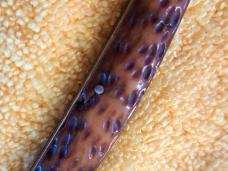 Antique New York Knife Company "Congress" Knife; Hammer Antique New York Knife Company "Congress" Knife; Hammer