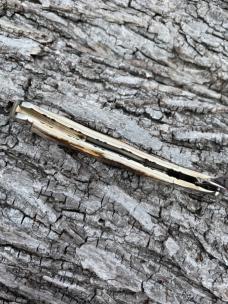 BUCK CUSTOM 532 MAMMOTH IVORY 154 CM CHUCK BUCK SIGNED LOCKBACK