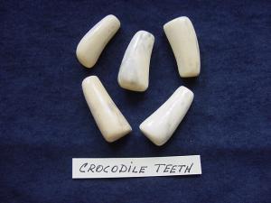 Vintage 5 CROCODILE TEETH - Polished, Ready to scrimshaw or, other artistic Endeavors!!