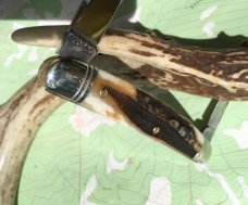 Easy Pocket Congress Sambar Stag GEC Great Eastern Northfield 620220 Gnarly NEW 