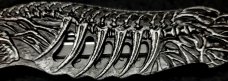 OTF Double sided 3D Skeleton with see through ribs.