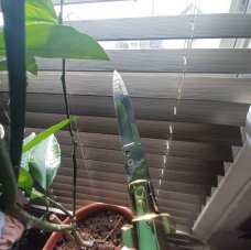 11inch Renzo Pascotto Frosolone 