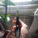 11inch Renzo Pascotto Frosolone 