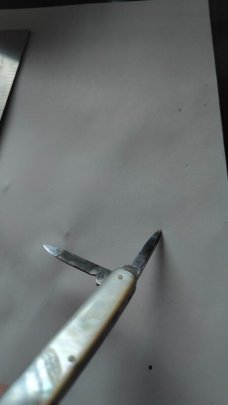 Griffons
