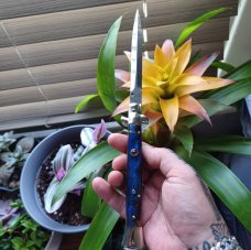 WALT'S CUSTOM CLASSIC LATAMA 