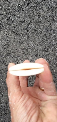 Camel Bone Knife Handle Blanks Pair