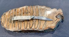 Case XX Peanut 8220 Mother of Pearl Knife with original box and sleeve 