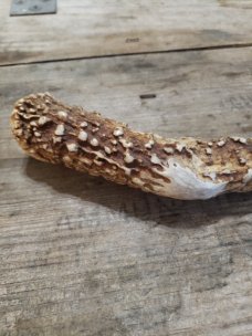 Huge EC Simmons Keen Kutter Carving Knife - Gorgeous Gnarly Stag