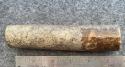 Fossil Walrus Oosik 