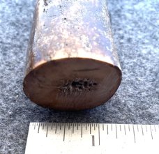 Fossil Walrus Oosik 