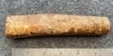 Fossil Walrus Oosik 