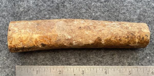 Fossil Walrus Oosik 