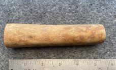 Fossil Walrus Oosik 