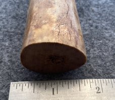 Fossil Walrus Oosik 