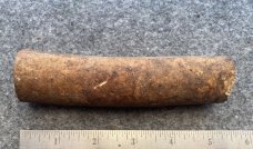 Fossil Walrus Oosik 