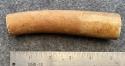 Fossil Walrus Oosik 