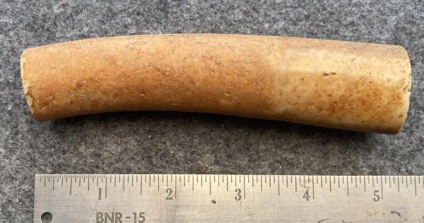 Fossil Walrus Oosik 