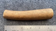 Fossil Walrus Oosik 