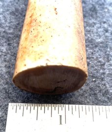 Fossil Walrus Oosik 