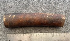 Fossil Walrus Oosik 
