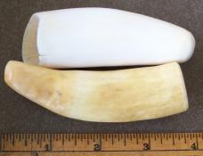 2 scrimshawed ivory Whale Teeth for custom Knife Handle projects