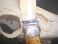 Case XX 5172 SSP Scroll 3 Dot (1977) Stag Clasp 5 1/2"