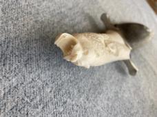 RARE!! Meteorite BOWIE Blade with Mystic Carved Fetish BEAR Head Antler Handle