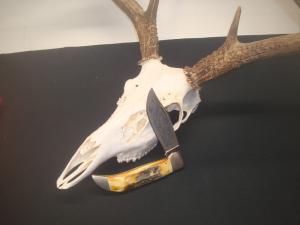 Case XX 5172 SSP Scroll 3 Dot 1977 Stag Clasp 5 12quot