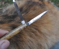 Cattaraugus Pencil Knife 2 Blades 1930s Mint Mirror Polish 1/2 Stop Walks And Talks %" OAL