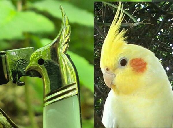 5 3/4" Gorgeous Cockatiel's Head Bolsters Half Congress Knife, Genuine MOP Handles