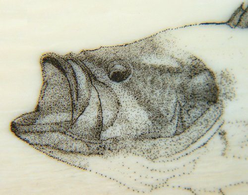 Colin's Largemouth Bass Scrimshaw - Image 6