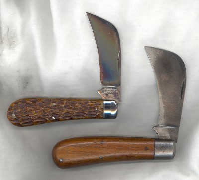 Two Schatt Hawkbills 1.jpg