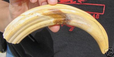 Warthog Tusk 1.jpg