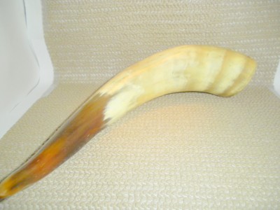 Bovine Cow Horn 1.jpg
