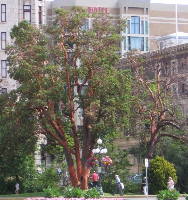 Arbutus_Victoria.jpg