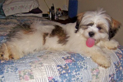 Gus as puppy.jpg