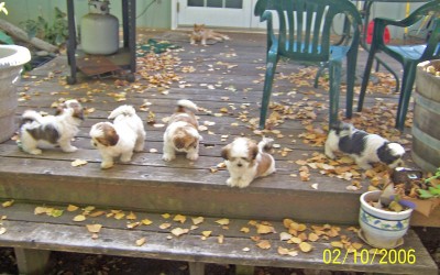 Puppies 10-2-06.jpg