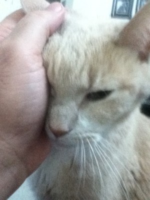 Bell Boy,Daddy's old Tom Cat!