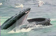 A Baleen Whale in action.jpg