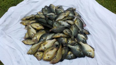 Shell-Cracker Bream.jpg